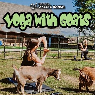 Yoga With Goats 320