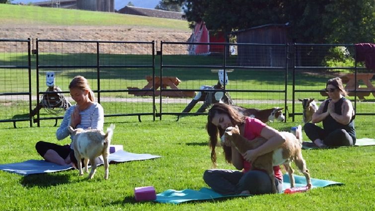 Yoga with Goats