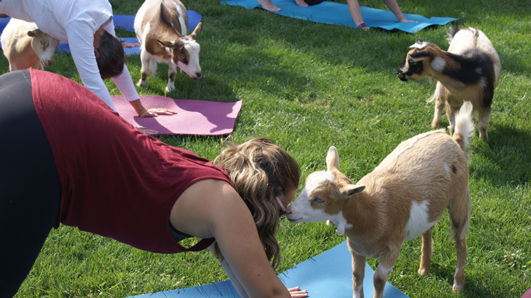 Yoga with Goats and Historic Tour