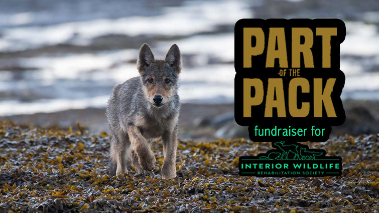 Wildlife Film Festival & Fundraiser