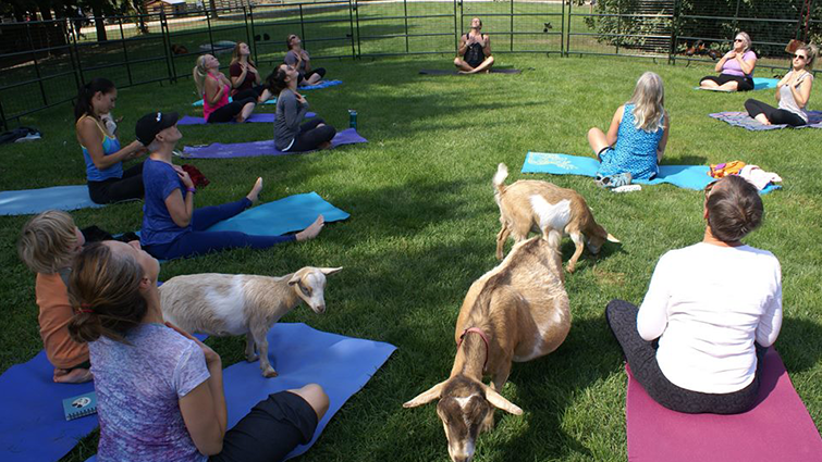 Yoga with Goats