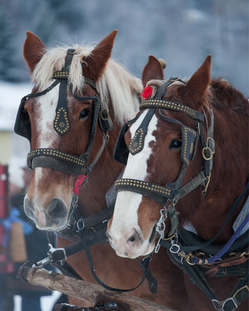 Sleigh Rides in the Woods