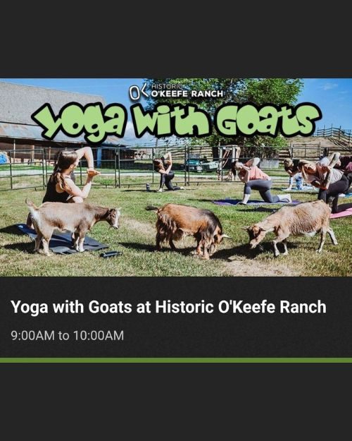 Yoga with Goats at Historic O'Keefe Ranch