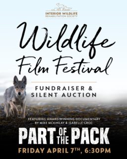 23 04 07 Wildlife Film Festival Poster V2