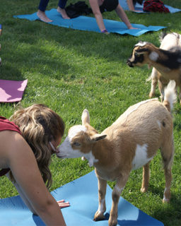 21 09 16 Yoga With Goats Poster 500