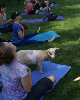 23 06 01 Yoga With Goats Poster 500